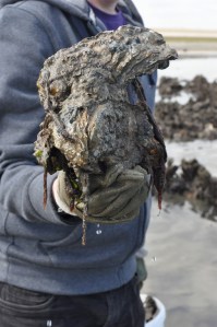 Big clump of oysters