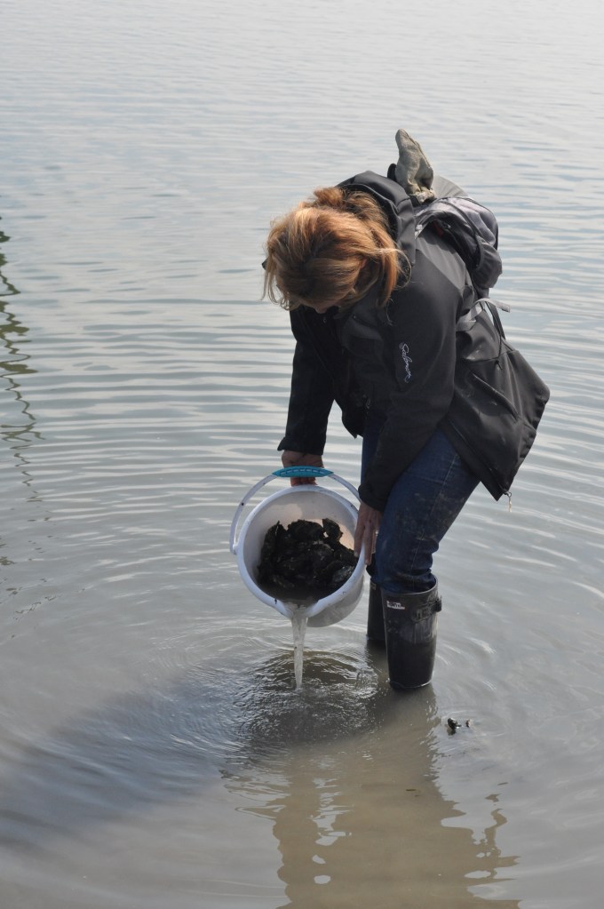 Rinsing the oysters